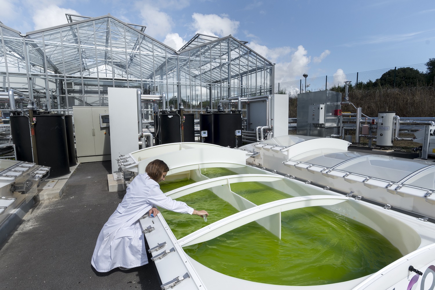 Industrial ecology: large-scale cultivation of microalgae in French Guiana