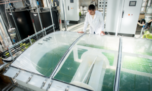 Décarbonation microalgues