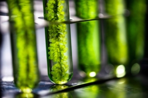 Microalgue Ingrédient actif