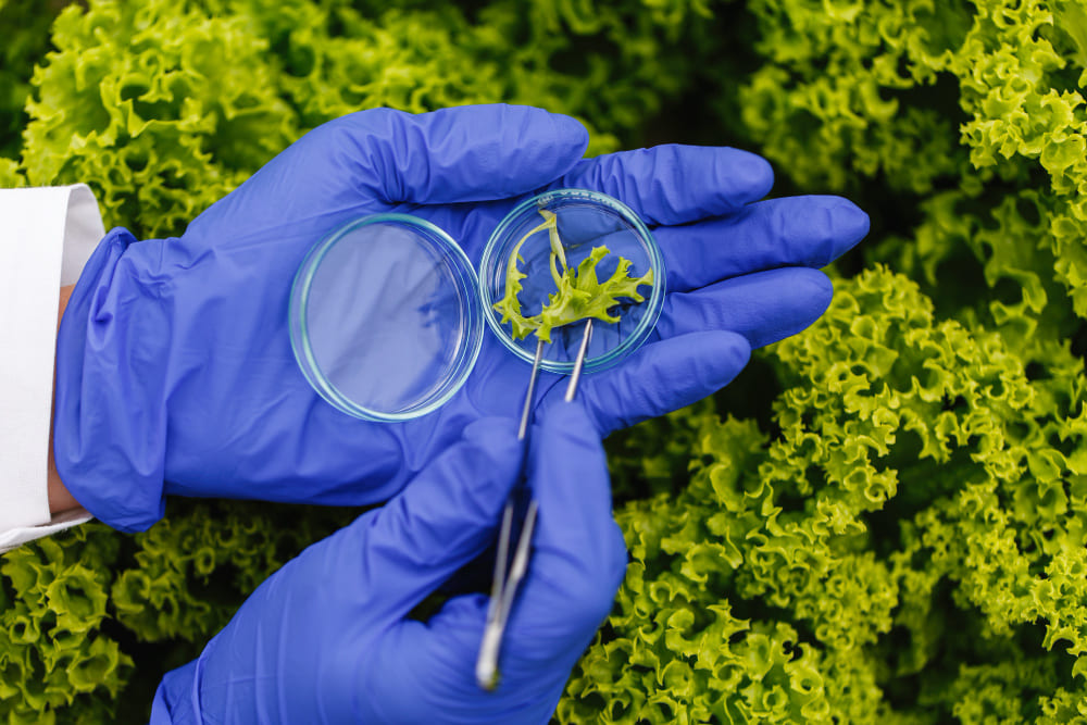 Analyse en laboratoire d’un échantillon végétal pour évaluer des critères de faisabilité environnementale