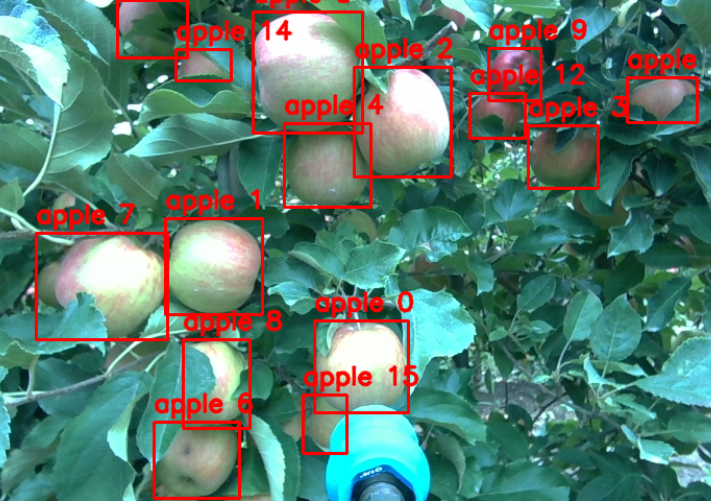Détection de fruits en temps réel par computer vision, avec encadrement des pommes identifiées