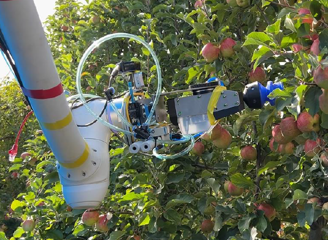 Robot cueilleur de pommes équipé d'un bras robotisé en verger